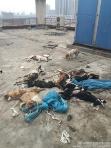 网友爆料狗狗视频大全图片,狗狗视频大全，萌态百出，笑料连连  第3张